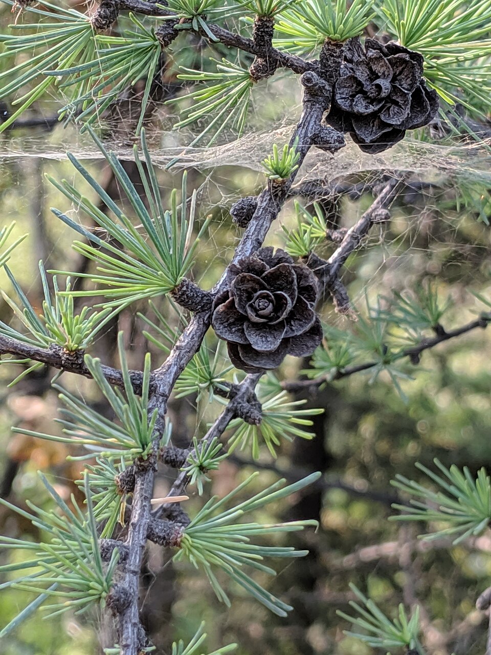 Tamarack