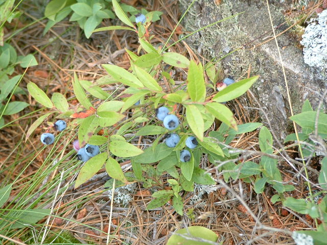 Early Lowbush Blueberry