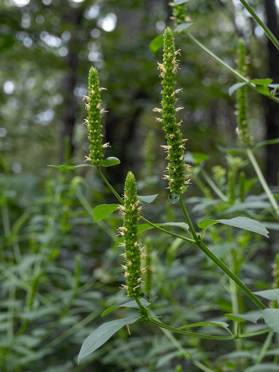 Yellow Giant-Hyssop