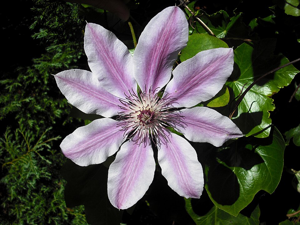Clematis (Garden)