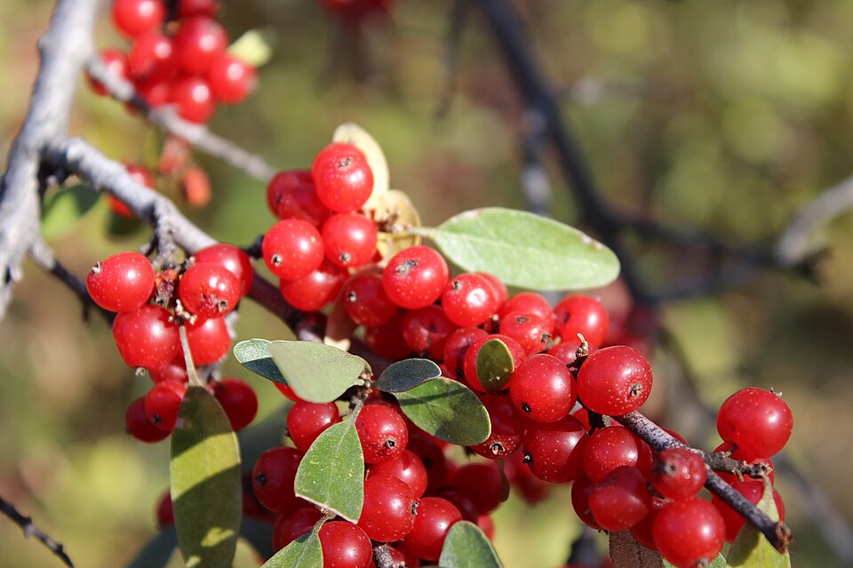 Soapberry