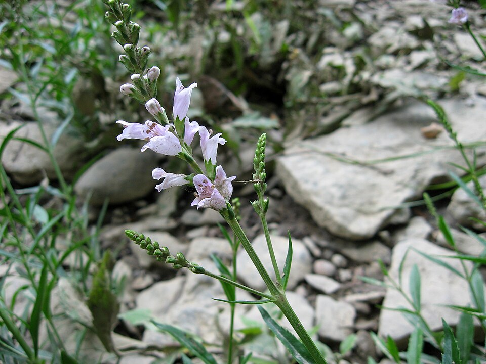 Virginia False Dragonhead