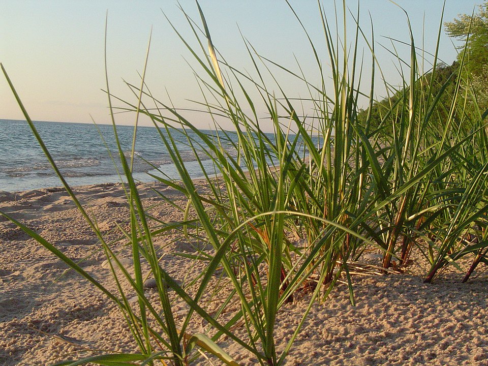 Beach Marram Grass