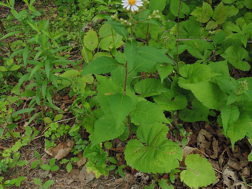 Large-Leaved Aster