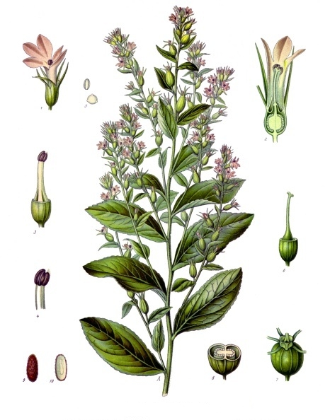 Inflated Lobelia