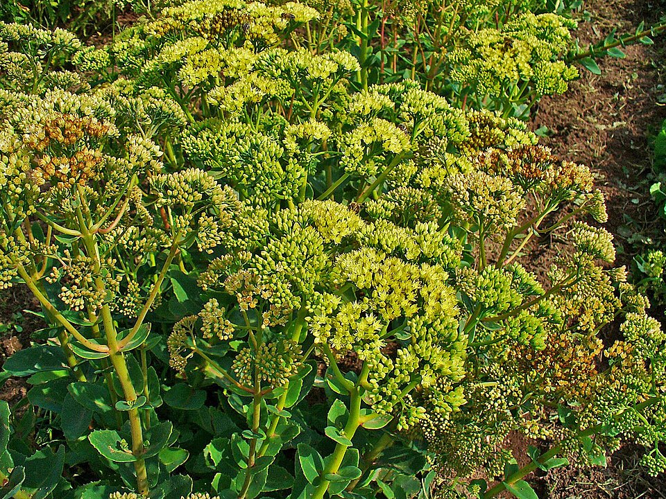Showy Stonecrop