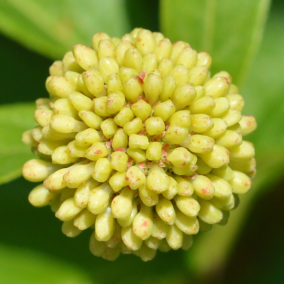 Eastern Buttonbush
