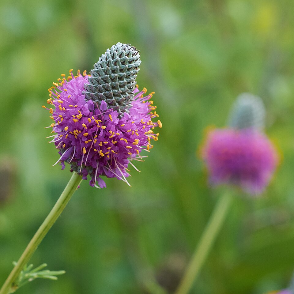 Purple Prairie-Clover