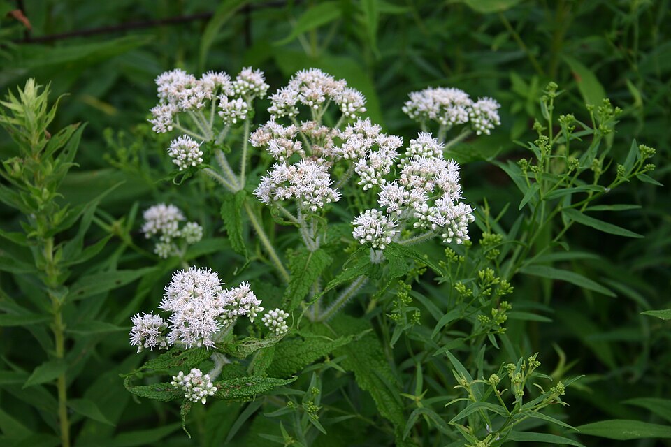 Boneset