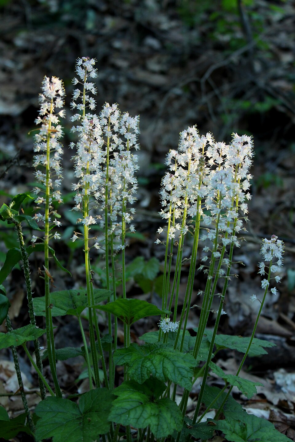 Heart-Leaved Foamflower