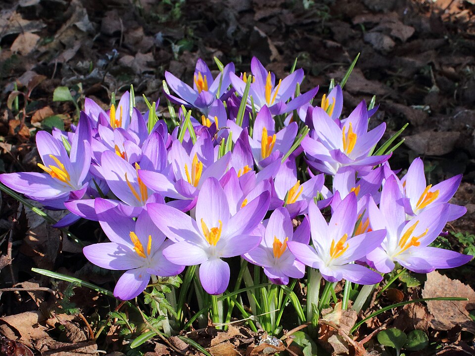 Spring Crocus