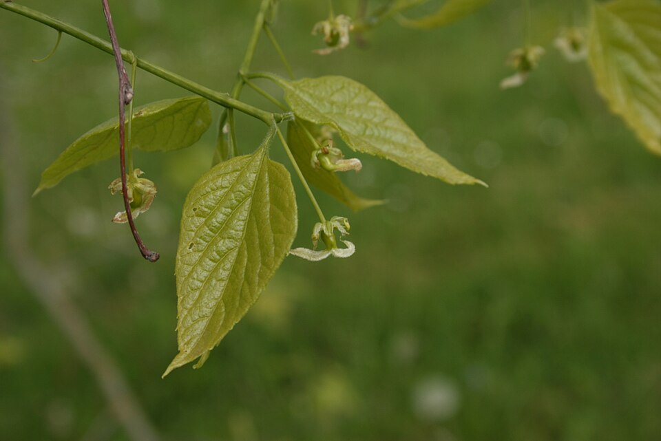 Northern Hackberry