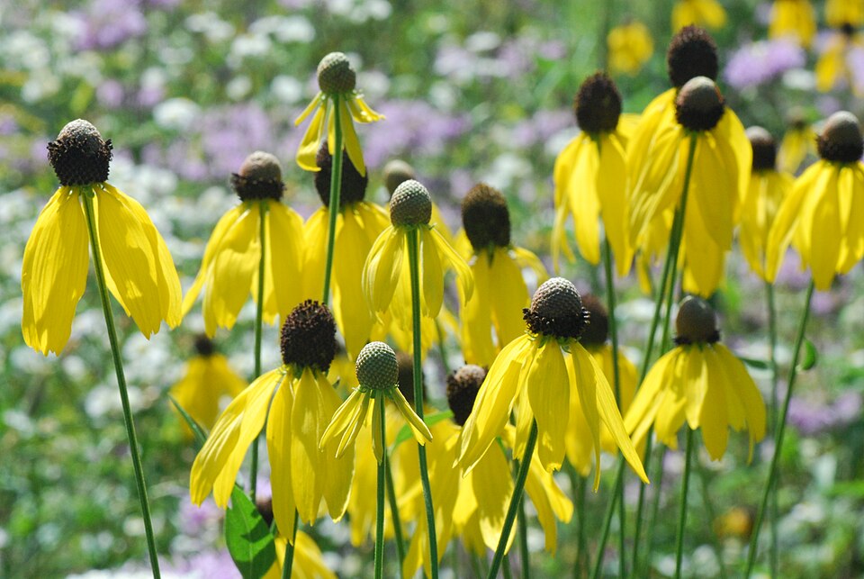 Grey-Headed Prairie Coneflower