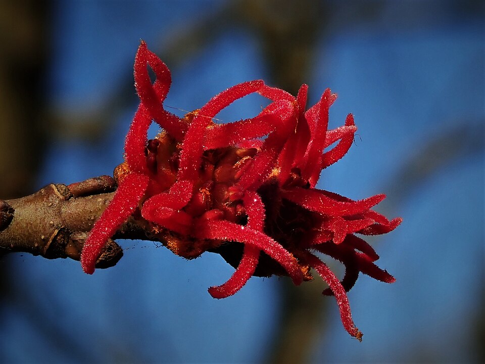 Silver Maple