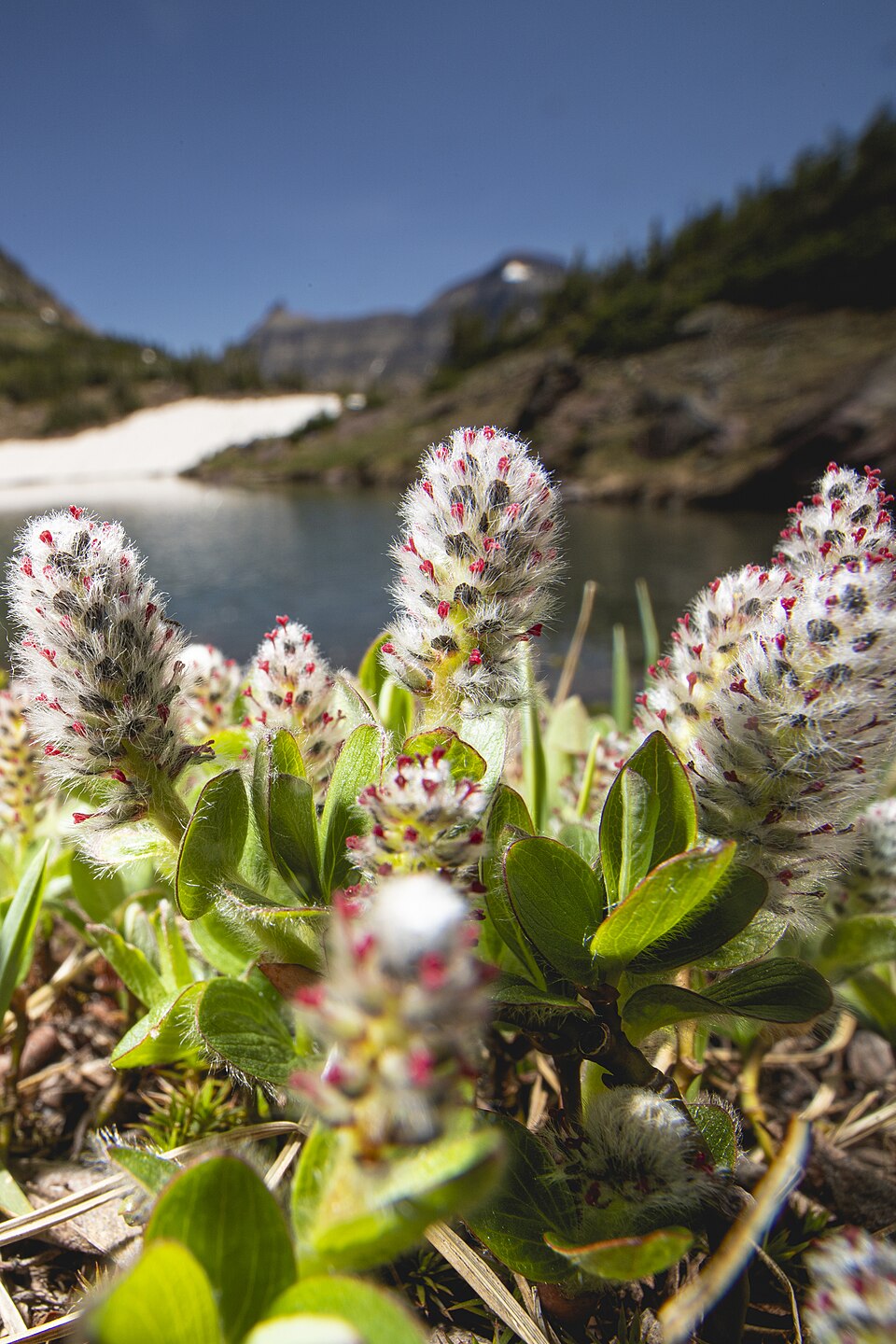 Arctic Willow
