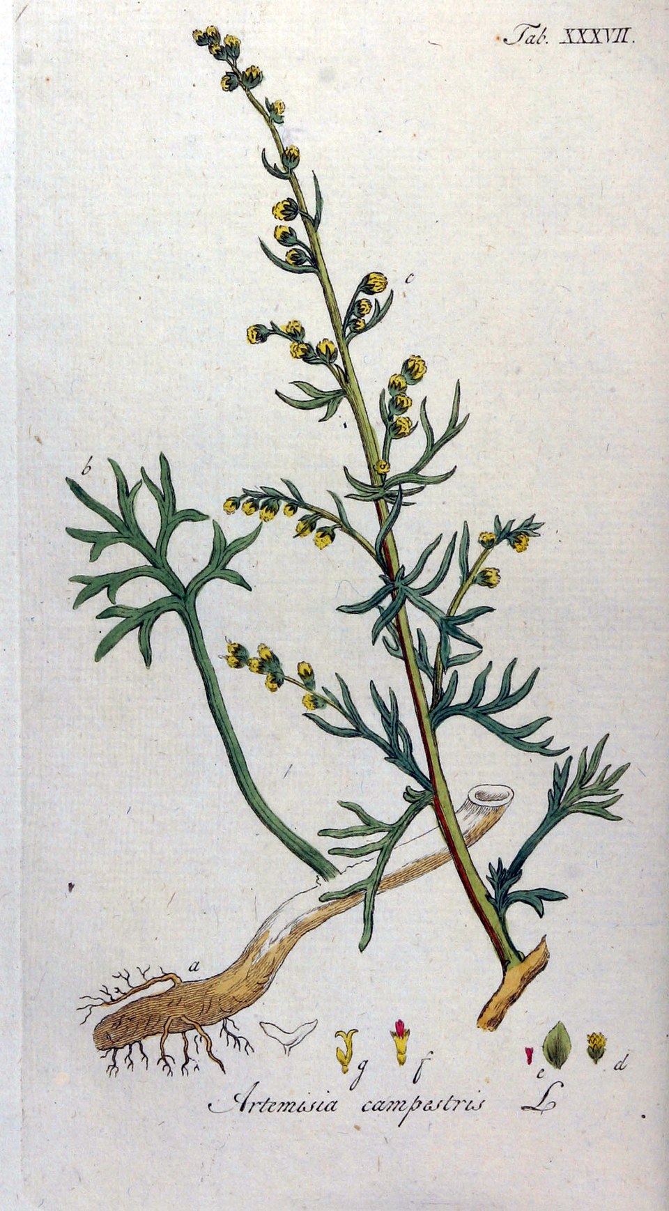 Field Wormwood