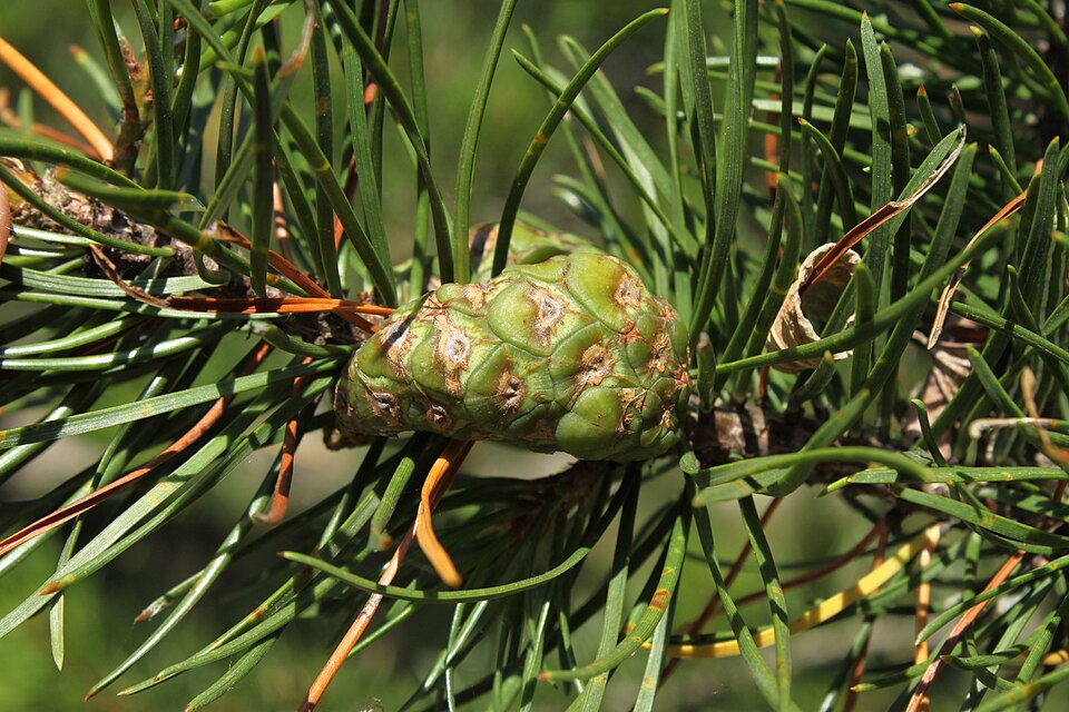 Jack Pine