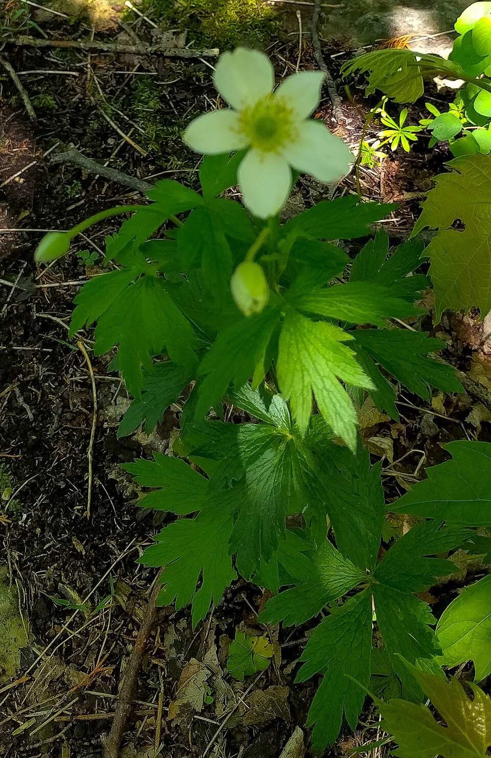 Long-Headed Anemone