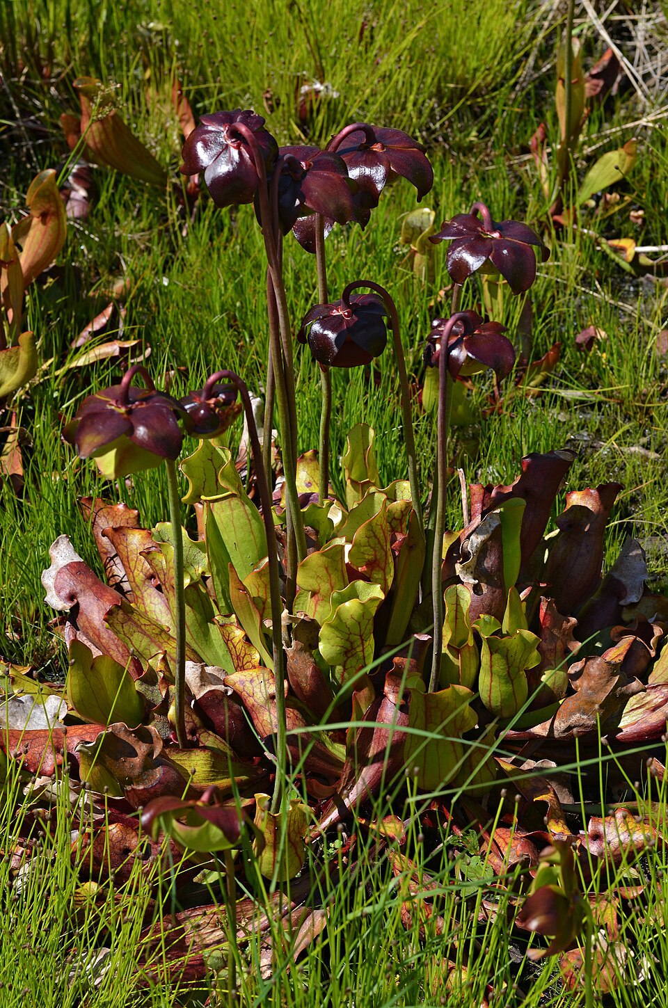 Northern Pitcher Plant