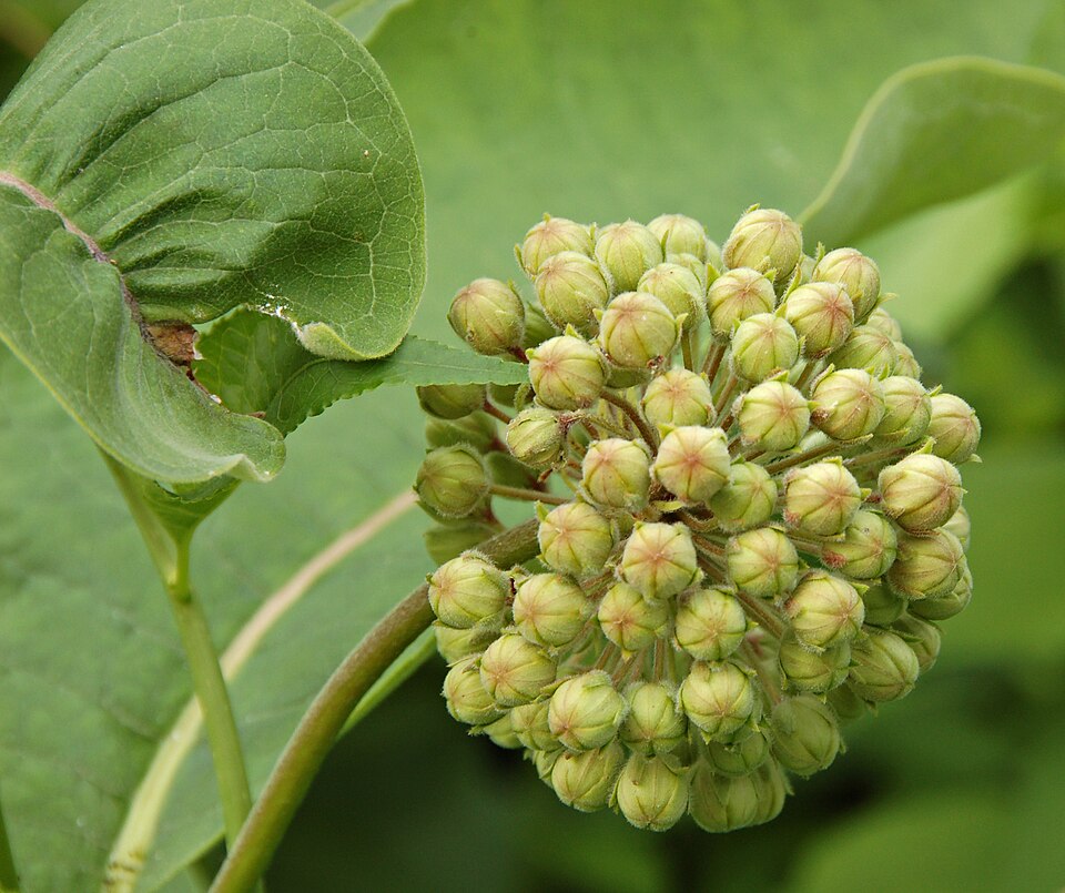 Common Milkweed