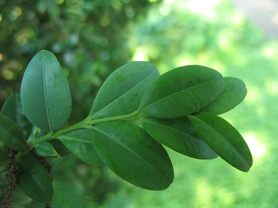 Boxwood