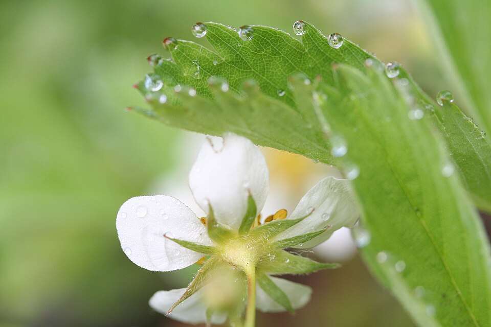 Virginia Strawberry