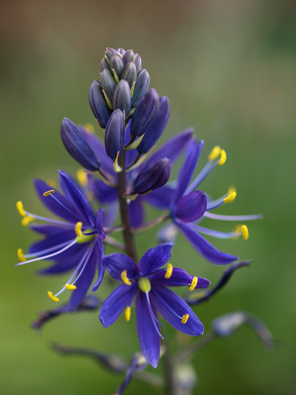 Leichtlin's Camas