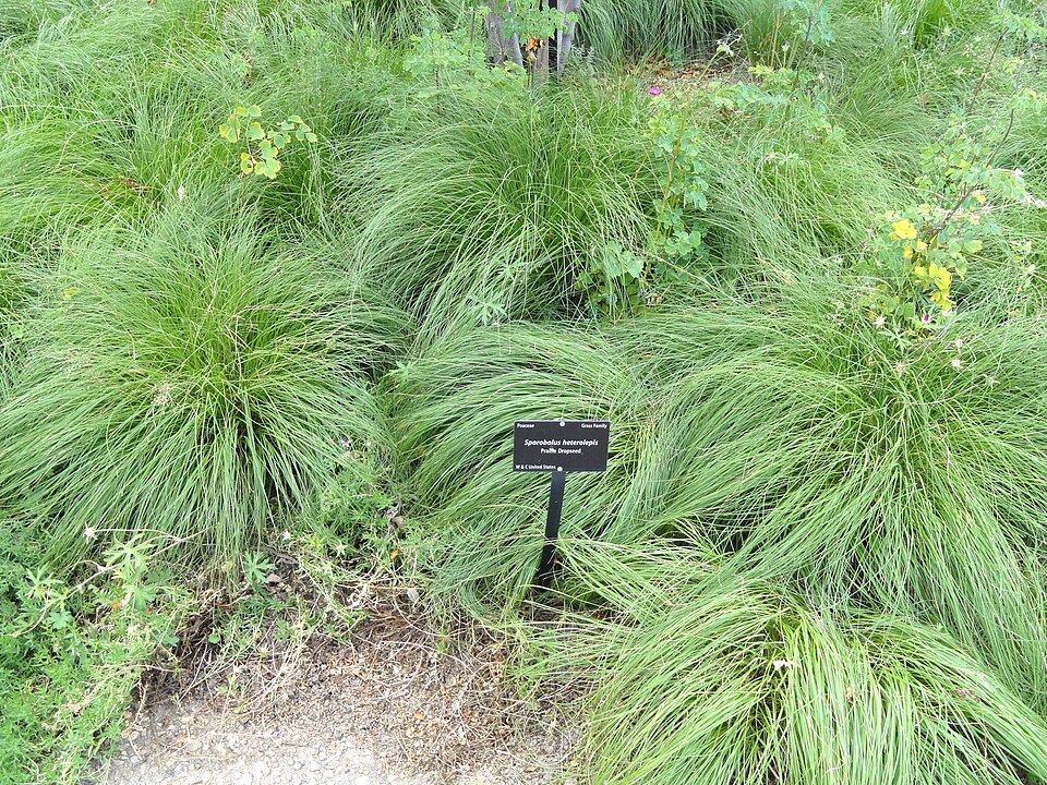 Prairie Dropseed