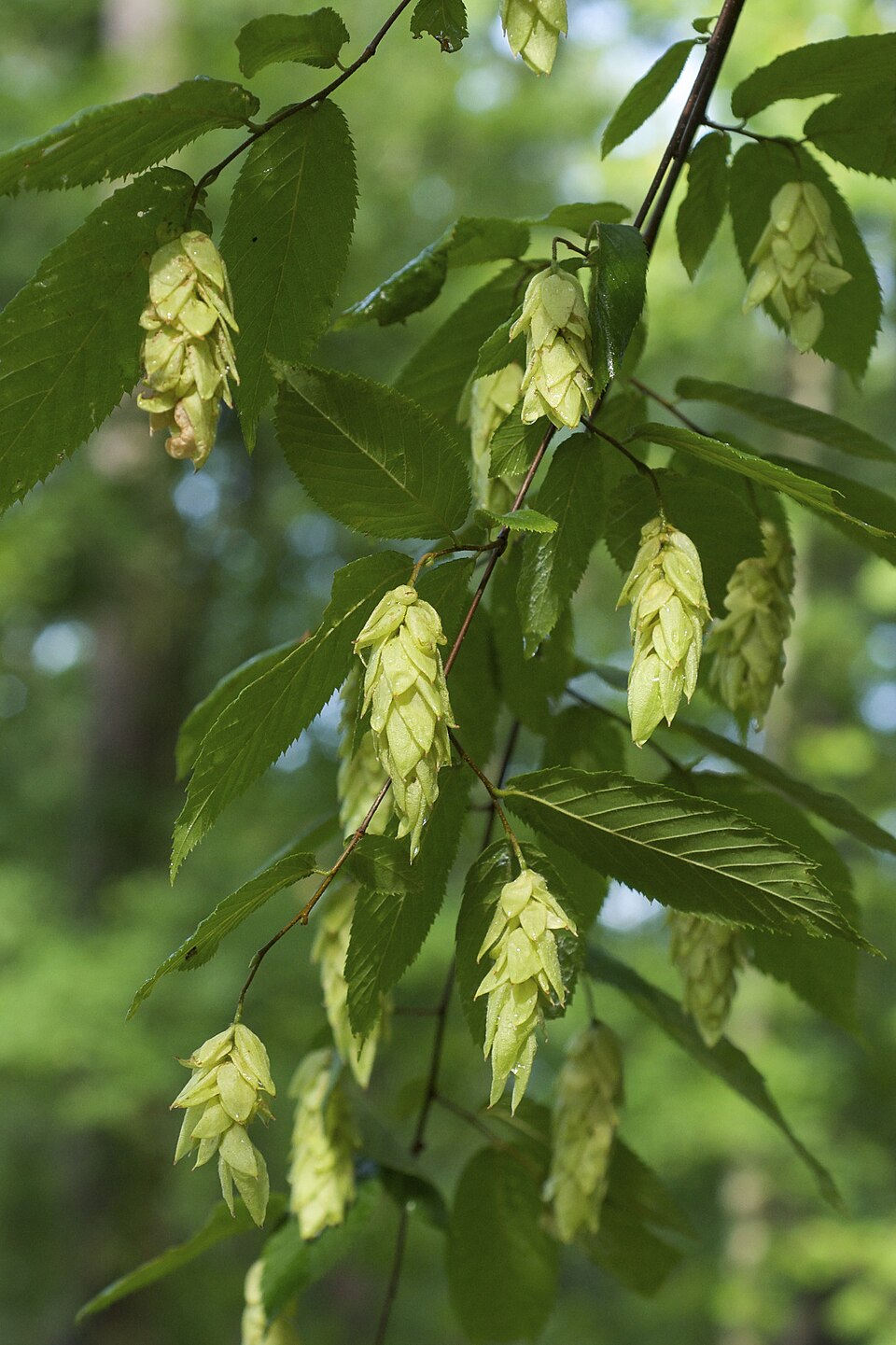 Eastern Hop-Hornbeam