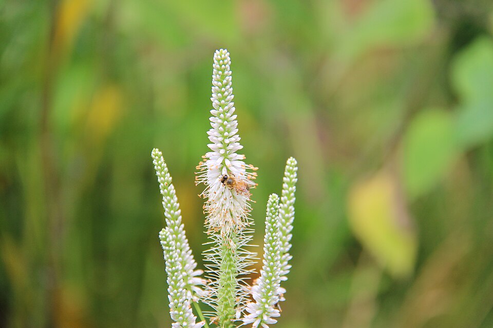 Culver's Root