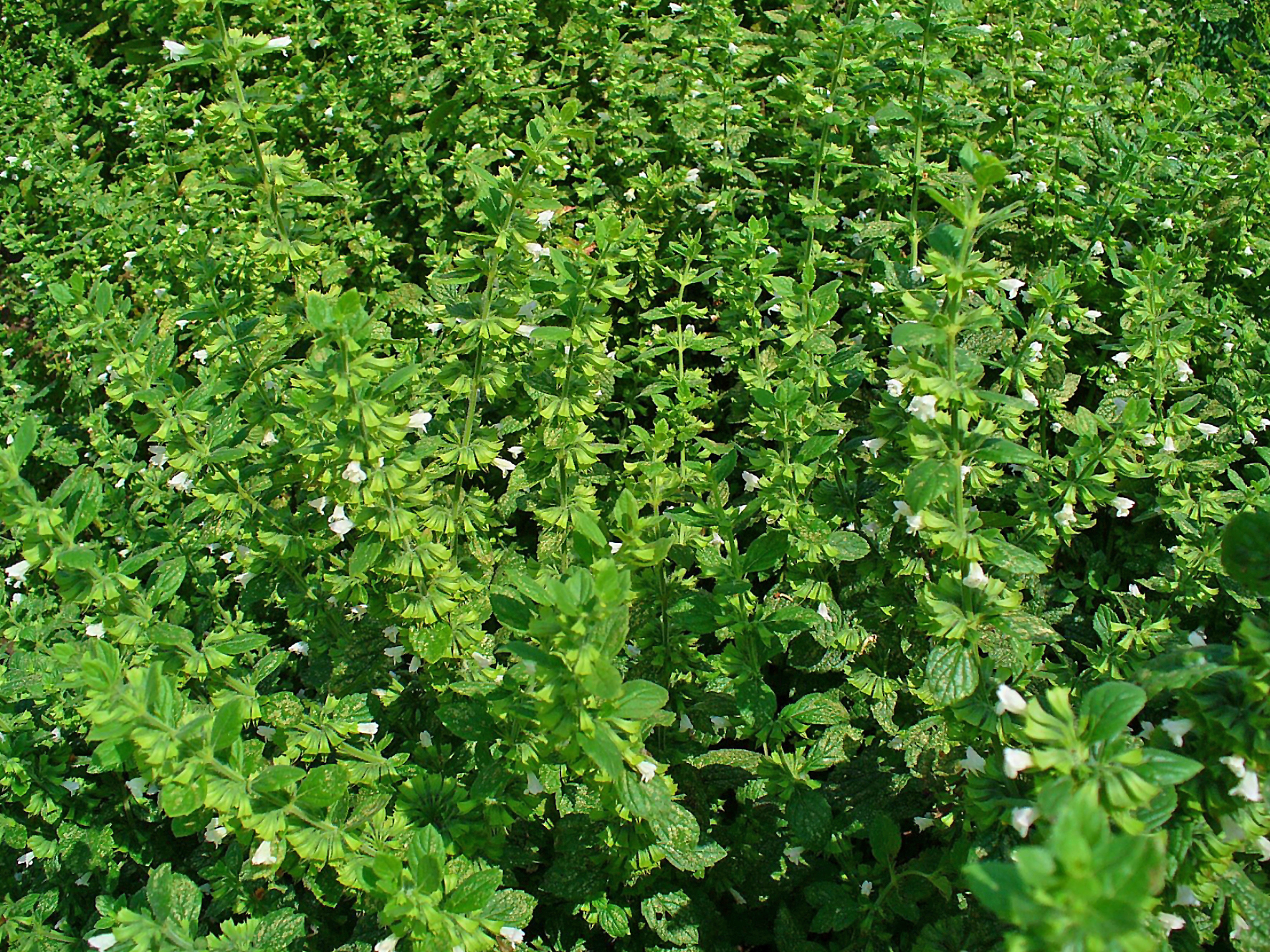 Lemon Balm