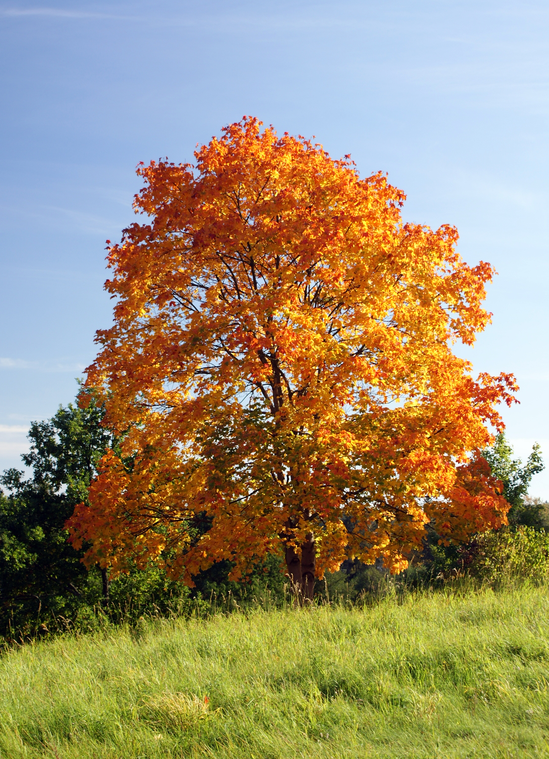 Norway Maple