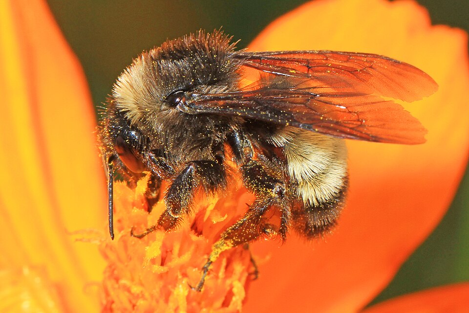 American Bumble Bee