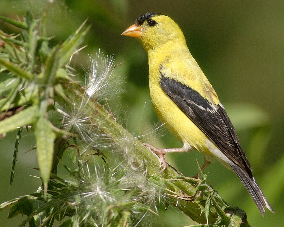 American Goldfinch