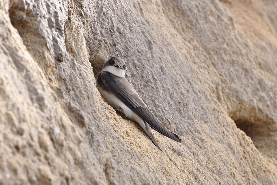 Bank Swallow