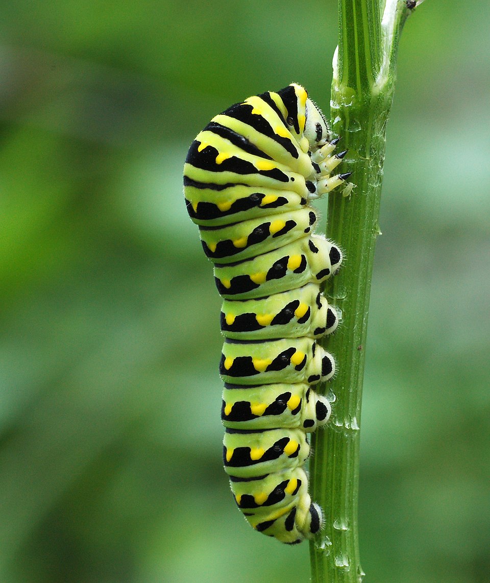 Black Swallowtail