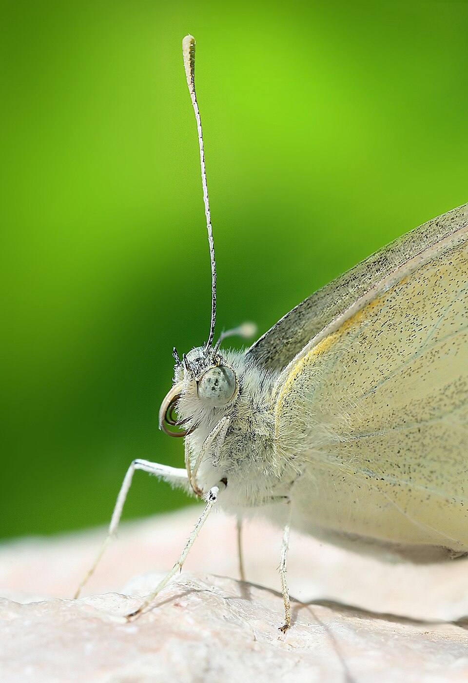 Cabbage White