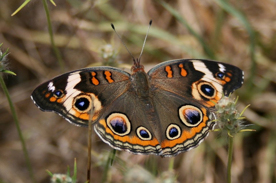 Common Buckeye