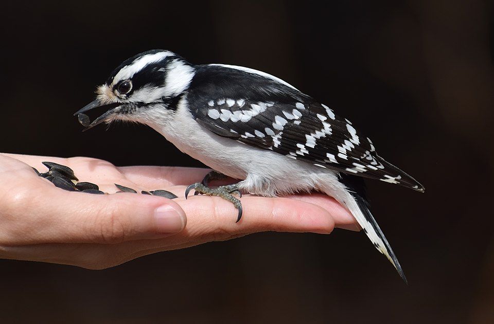Downy Woodpecker