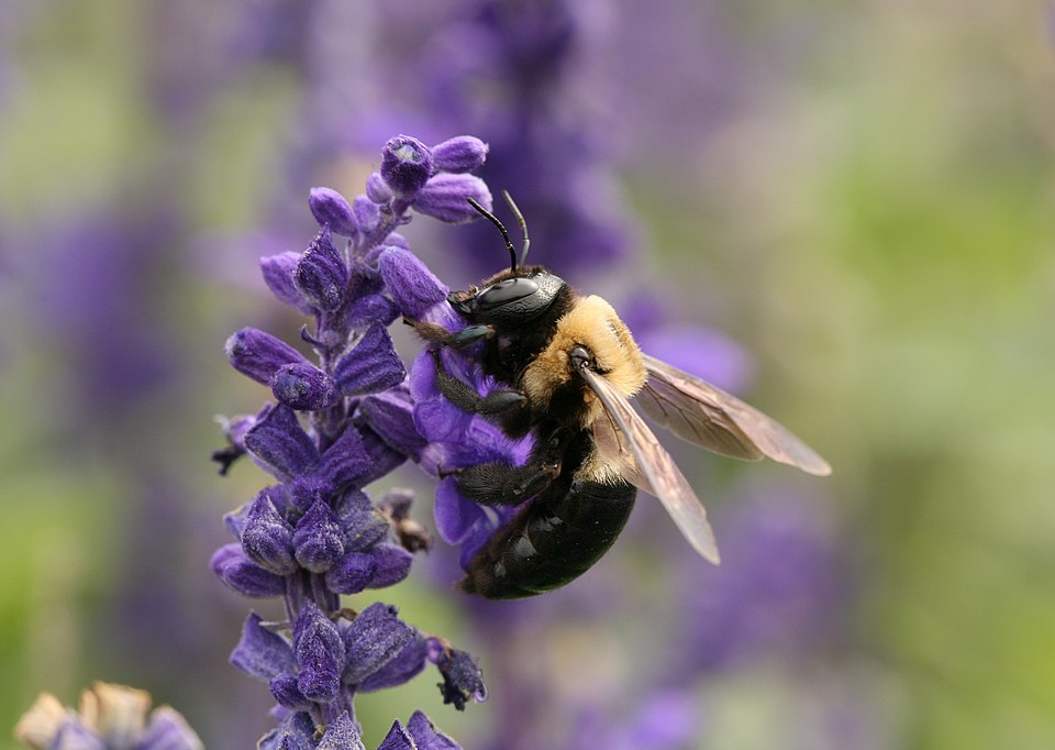 Eastern Carpenter Bee