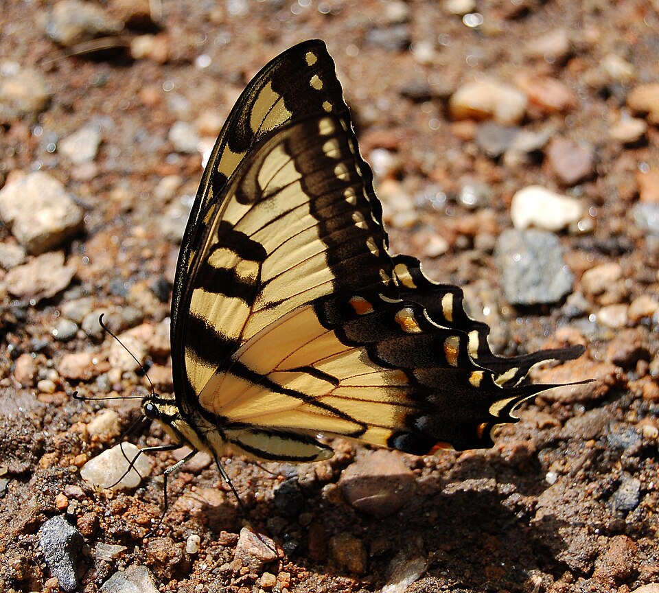 Eastern Tiger Swallowtail