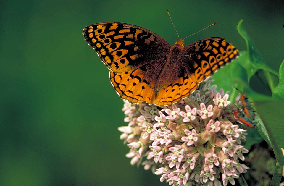 Great Spangled Fritillary, Specialist