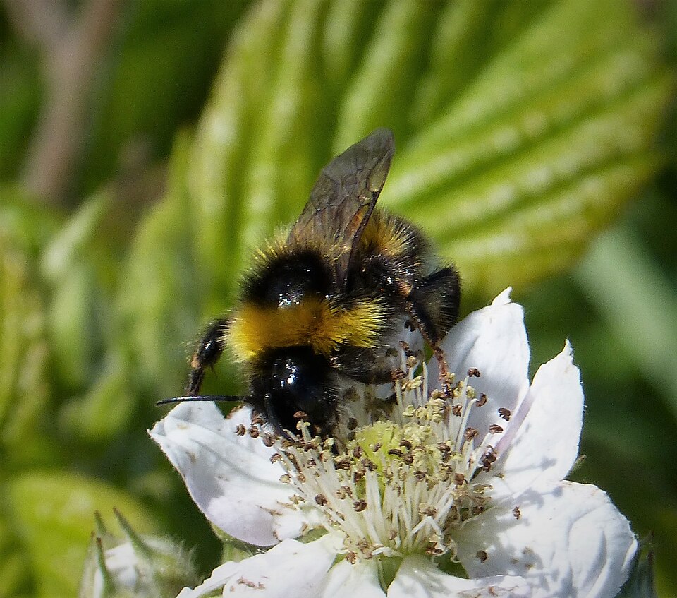 Gypsy Cuckoo Bumble Bee