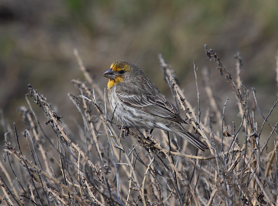 House Finch