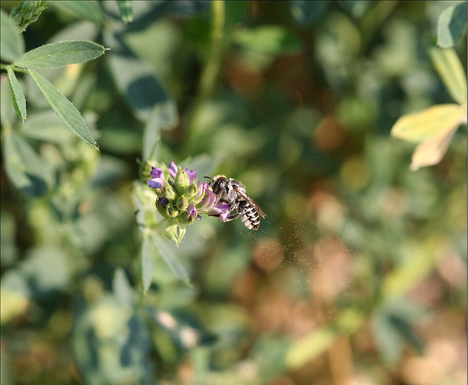 Leafcutter Bee