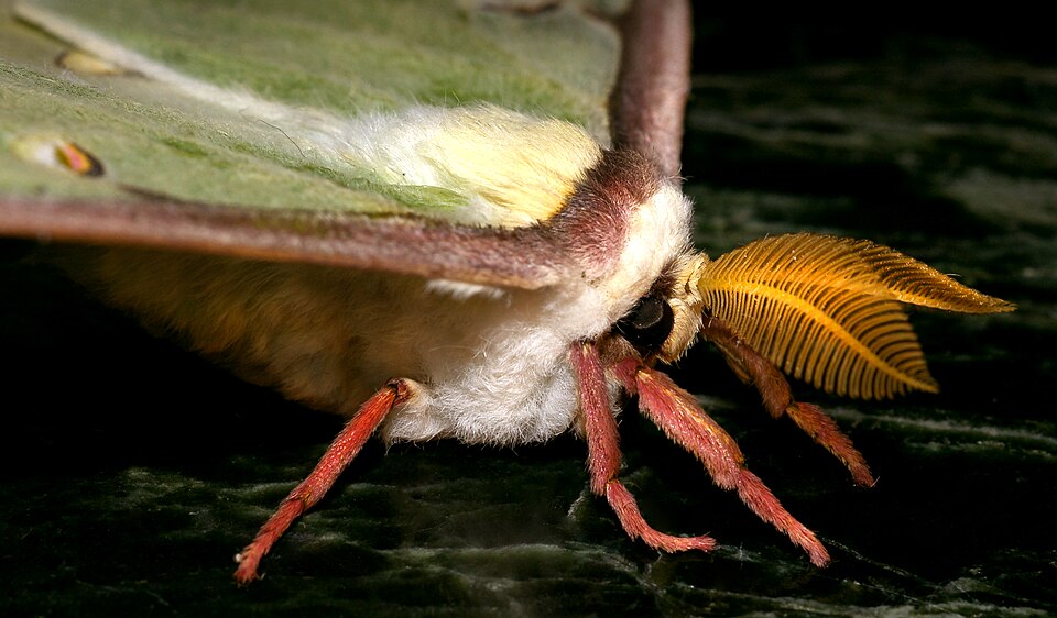 Luna Moth