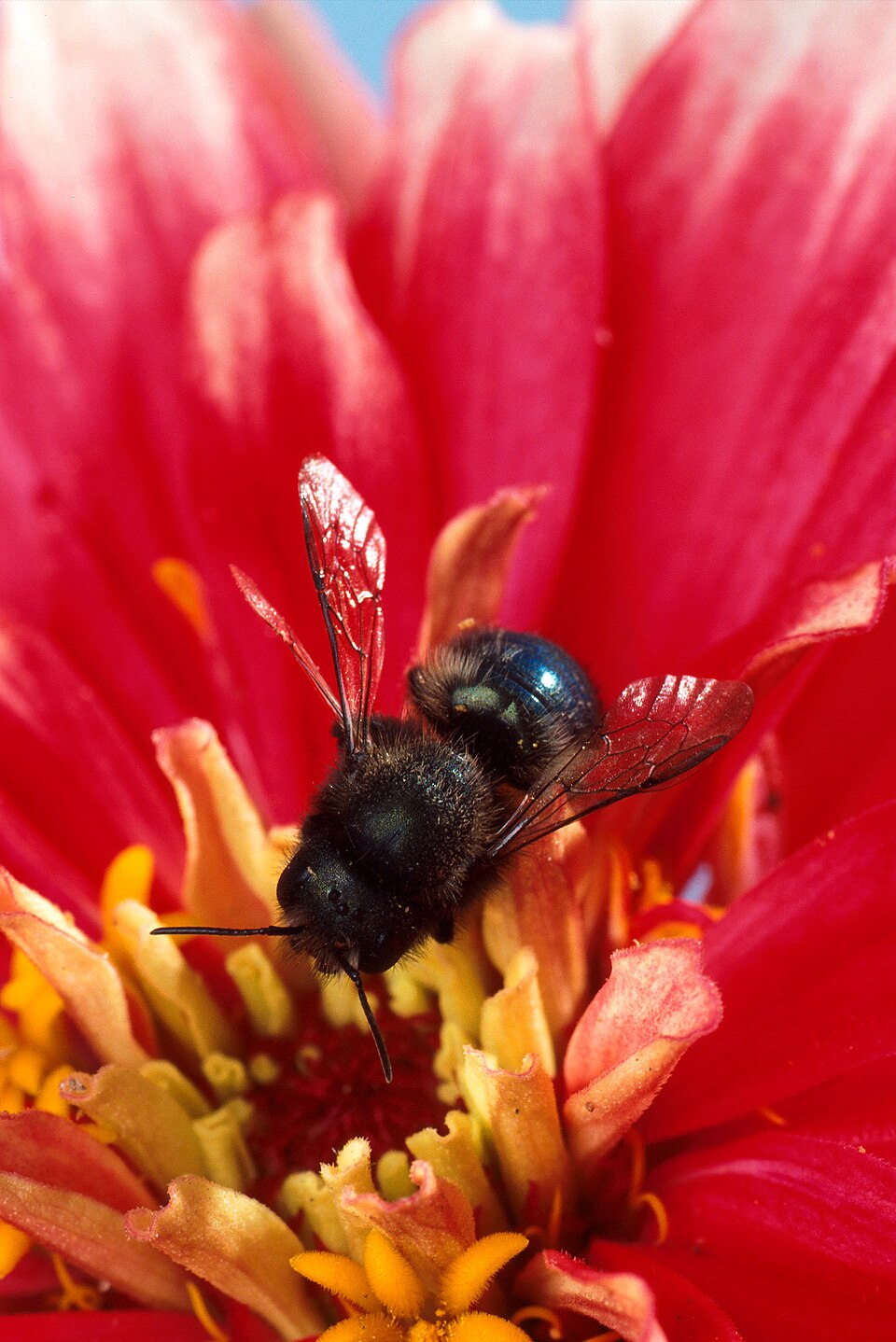 A mason bee. One can pollinate as much as a hundred honeybees