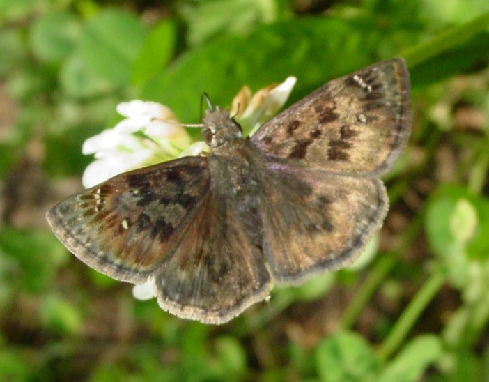 Mottled Duskywing