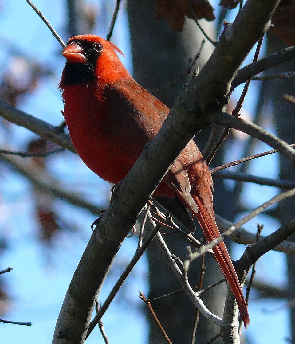 Northern Cardinal