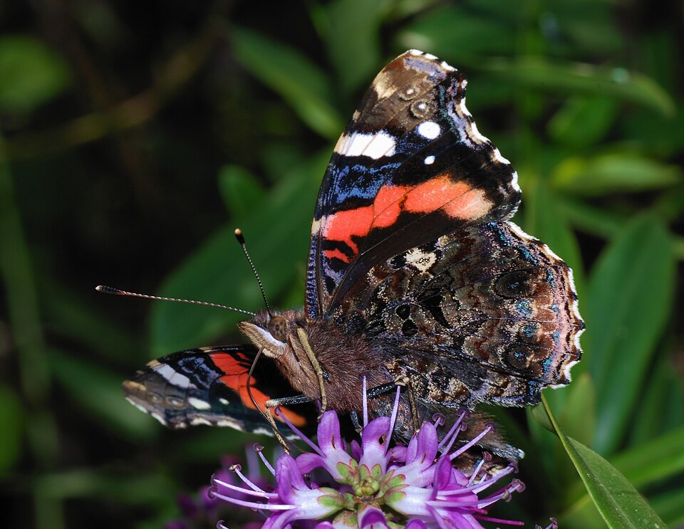 Red Admiral